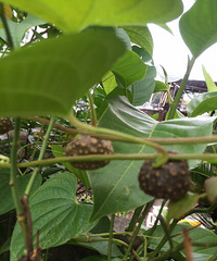 ������ʶ����ʲôֲ���𣿹����ܳ�������