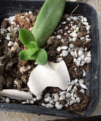 �ҼҵĶ���Խ��Խ���ˣ���֪����ô���¾���