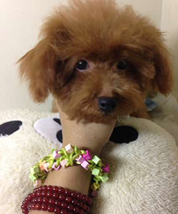 ����̩�ϳ������¼�