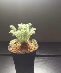 ����ʲô��