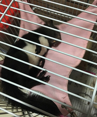 ���������˯��