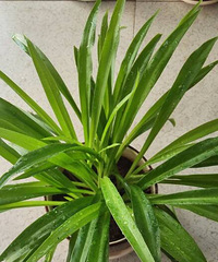 ɹһ���ҵĵ�����