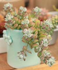 ͼ��û�ˣ�����ҷ�һ���ţ�����