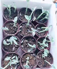 Խ��Խ�ѿ��ˣ�һ��֮�£���Ҷ��ȫ��������