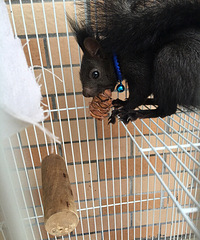 �ɹ�������Ȧ