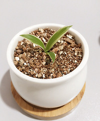 �����գ���Ů��