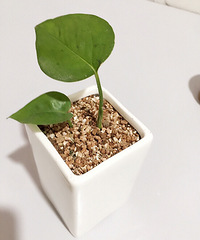 �����գ���Ů��