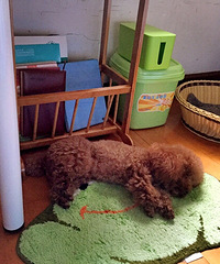 �Լ��Ĵ���˯��ϲ��˯����