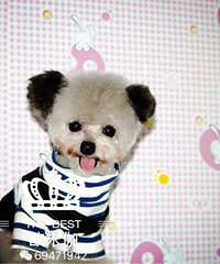 ̨��·��17�߷ɶ���ɫ̩�϶�������