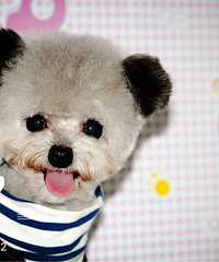 ̨��·��17�߷ɶ���ɫ̩�϶�������