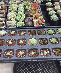 ��ɫ�ˣ������ˣ�������