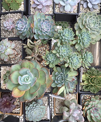 ��ϲ������