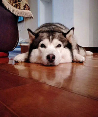 ���Ѽҹ�ʿ���߶��˴�Ұ��æ�������Ļ�������