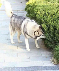 ���Ѽҹ�ʿ���߶��˴�Ұ��æ�������Ļ�������