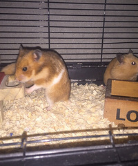 �Լ����ģ����Գ��ˣ���Ƥ��ȫ��������ϲ��