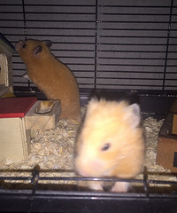 �Լ����ģ����Գ��ˣ���Ƥ��ȫ��������ϲ��