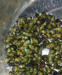 Ϊʲô�����ʨƨ������ɫ��