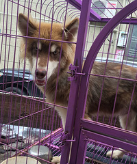 ���ﲻ�����ˣ�ë����һ���������������ڿ�