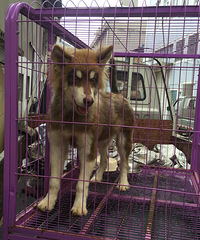 ���ﲻ�����ˣ�ë����һ���������������ڿ�