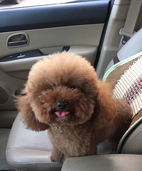 ������С�����ȥ��