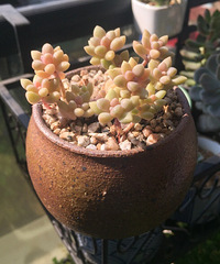 ����ů��