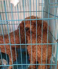 û�������ϣ��ͼ۳���400һֻ