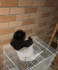 ��һ�ηų���