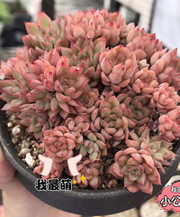 ���⿪ʼ��ɫ��