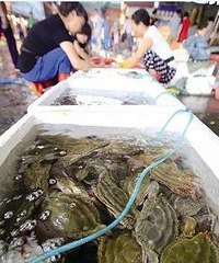 "吃起来!东海海鲜大丰收,台州梭子蟹、大黄鱼、鲳鱼价格都超低?