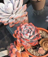 ��ȥ��һ�ˣ�����������