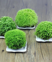 �����������ˣ�����̦����