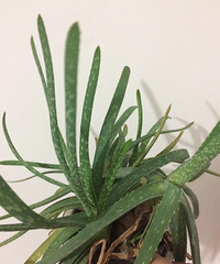 [�ֵ���õ�һ�����]һֱ���ŵ���ɫֲ��