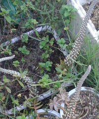 ����ʲô���Ⱑ����˭��ʶ�����⻨����ô