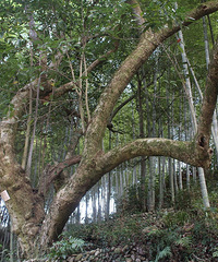 寻访永嘉县岩坦镇霄岭村的古树