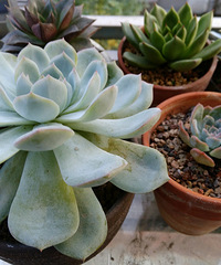 �ɰ��������ǣ�Խ��Խϲ����