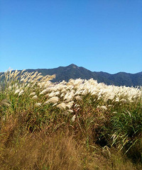 龙湖秋色,蓝天白云,风吹芦苇