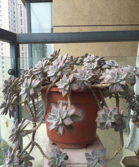 �ֵ���õ�һ�����