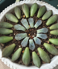 ߣҶ�� �ɷ���