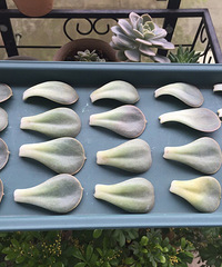 ߣҶ�� �ɷ���