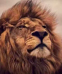 86�걾���� 175cm ��н16-20��