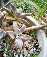 [�ֵ���õ�һ�����]