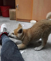 ���Ҽҵ��ձ����ﱦ�� ���꽷��