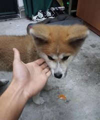 ���Ҽҵ��ձ����ﱦ�� ���꽷��