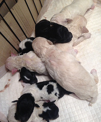 ����̩�ϳ��ۣ����и�ɫ̩�ϣ���ĸ���У���