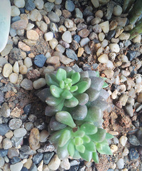 ɹɹ���ֵ���õĶ���