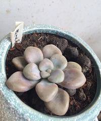 ɹɹ���ֵĶ���