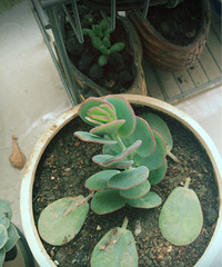 ɹɹ���ֵ���õĶ���