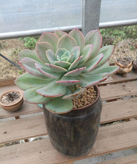 �ֵ���õ�һ�����