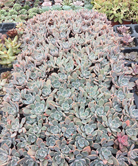 �������Ǽ���û�У�