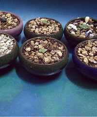 ϲ����һ��